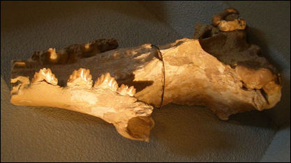 20120521-whale fossilsSaghacetus_osiris.jpg